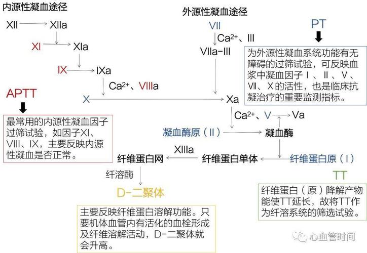 凝血五项怎么看?收藏这张图就够了
