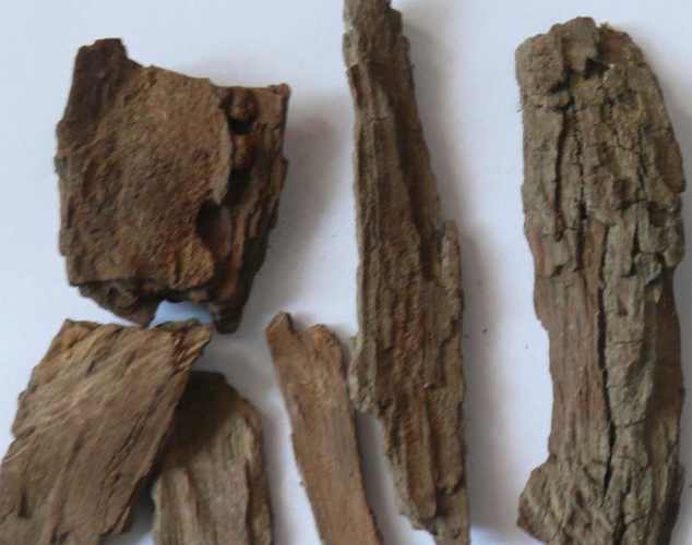 为鼠李科植物枣的树皮.