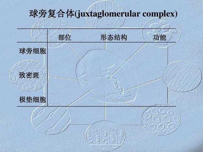 球旁复合体(juxtaglomerular complex) 部位 球旁细胞 形态结构 功能