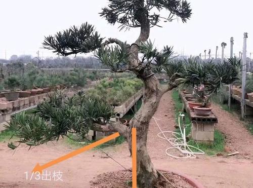 罗汉松第一托出枝位置合理,图1