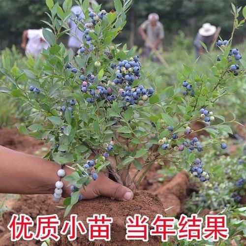 购客南大蓝莓苗四季盆栽地栽南方北方种植黑珍珠双季蓝莓树苗当年结果
