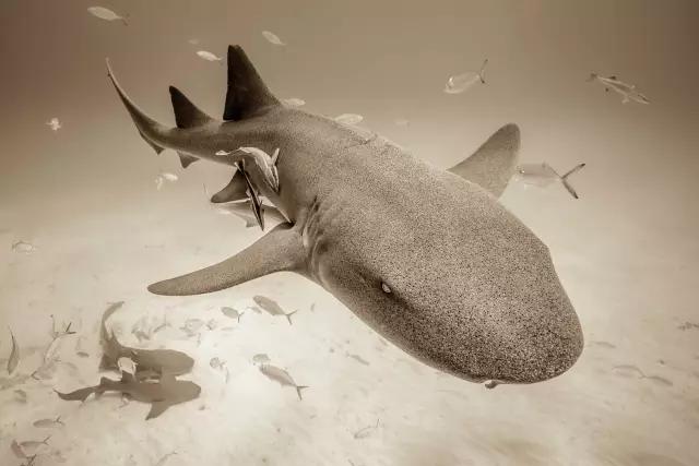 巴哈马,比米尼.沙锥齿鲨的特写. christian vizl