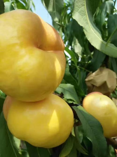 金霞油蟠桃苗多少钱一棵 金霞油蟠桃树苗基地