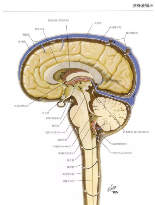 "第五脑室"属于脑室系统吗?