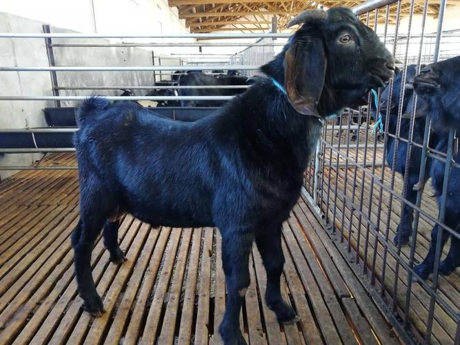 努比亚黑山羊