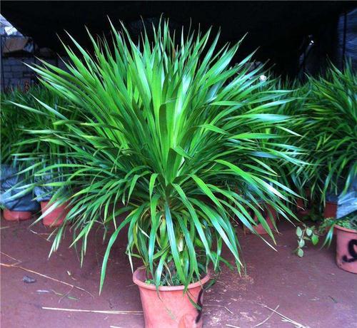 龙血树和香龙血树区别有哪些 注意这几点就能轻松分辨