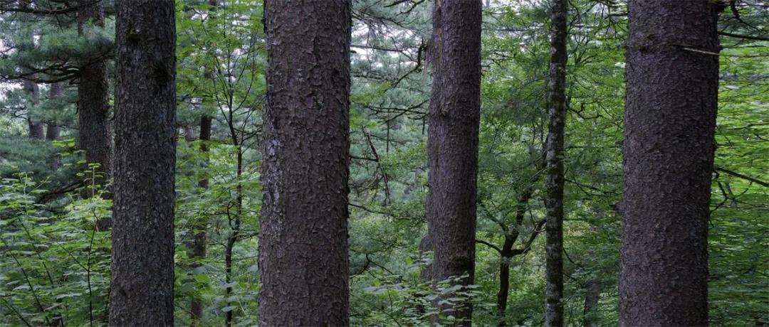 伊春原始红松林-东北网黑龙江-东北网