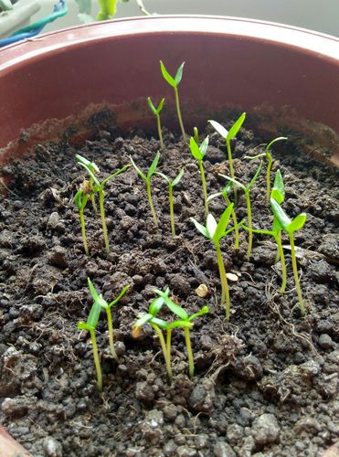 记录种子的生命(辣椒篇)