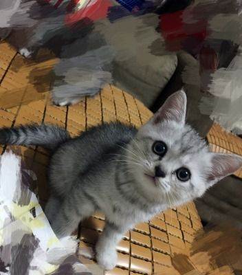 自家繁殖英短渐银奶猫
