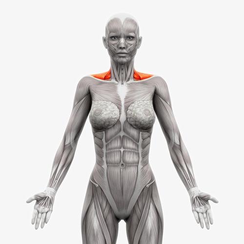 肌肉组织 肱二头肌 肌肉锻炼 人体骨骼 人体器官人体模型 人体结构图