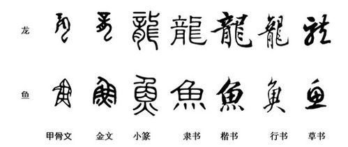 龙的演变甲骨文金文小篆隶书