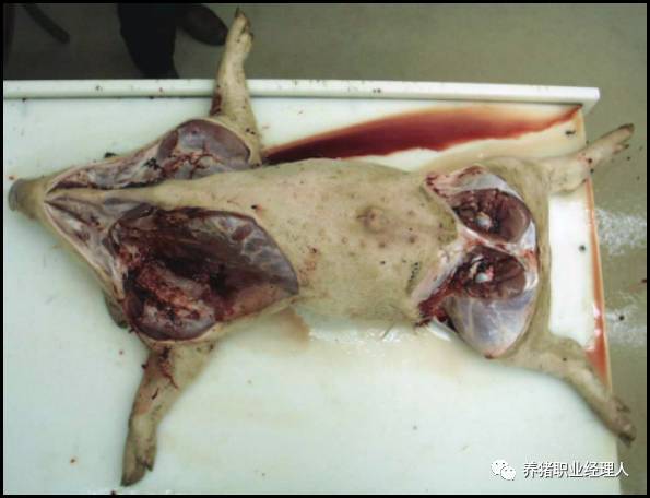 技术讲座|病猪的尸体解剖及检查步骤(1)