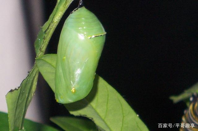 毛毛虫结茧状态