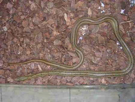 54 分钟前  提问者采纳 没头没尾的无法判断 三种可能:白条锦蛇,双斑