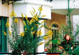 "不速之客"当观赏植物进庭院