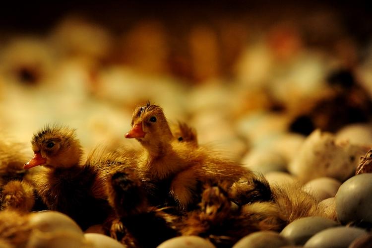 鸭子孵坊--雏鸭