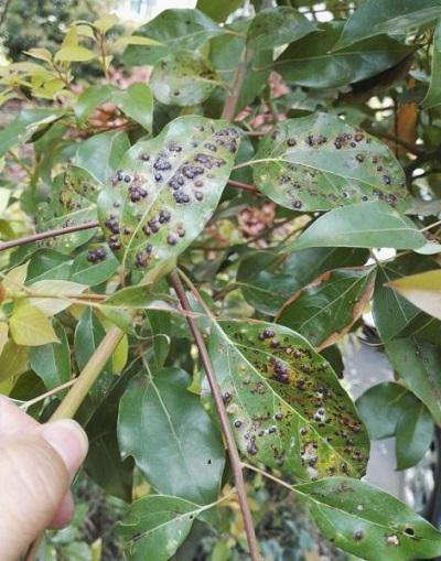 榕木虱对小叶榕的危害                  