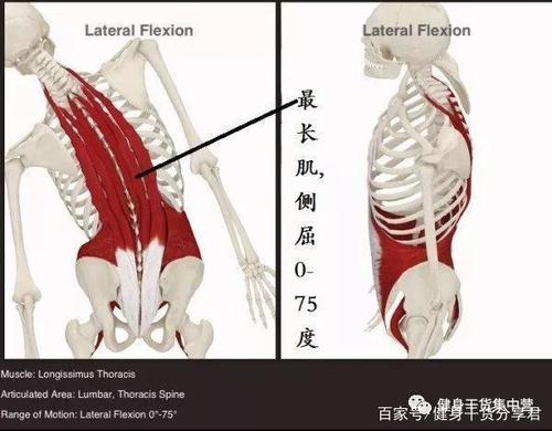 竖脊肌!人体600多块肌肉中最脆弱的一个,没有之一