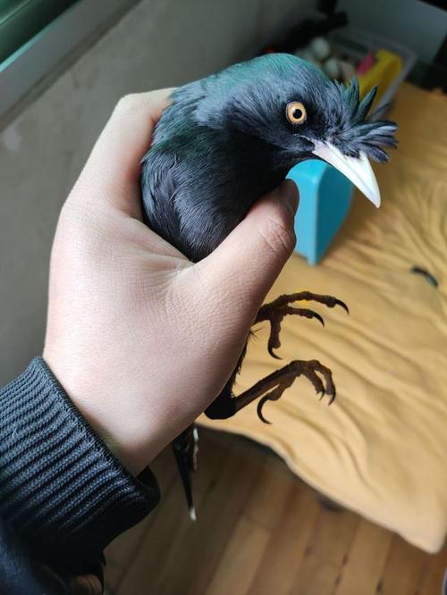 这小八哥区分公鸟还是母鸟