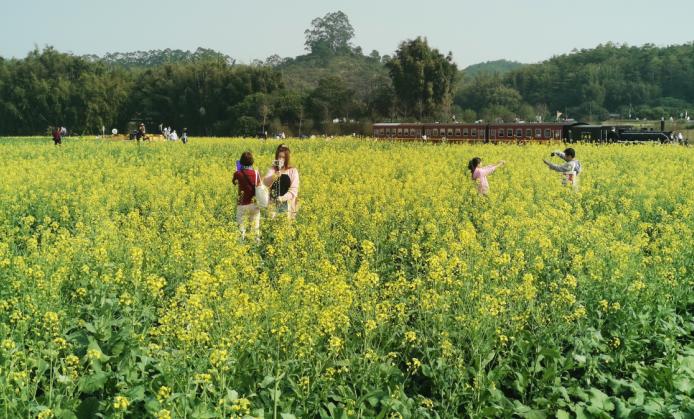 油菜花海吸引众多街坊前来打卡