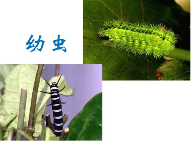 《虫变蝴蝶过程》ppt课件