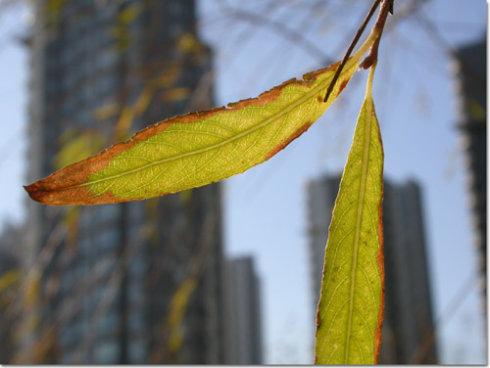 柳树叶黄了边,零零散散的,但还是绿色的.