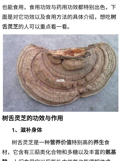 野生松树灵芝_灵芝_仁庆寺攻略_野生灵芝_医疗健康