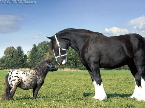 小矮马肚子圆鼓鼓的好可爱!