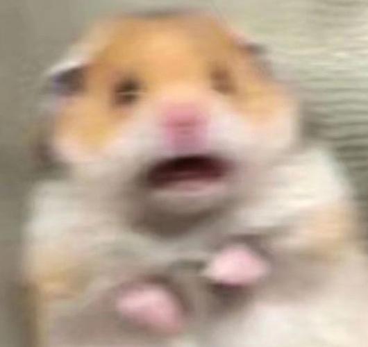 已求到求一张仓鼠被惊吓的表情包