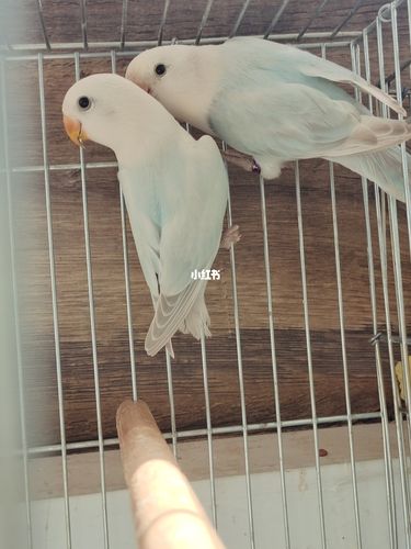 牡丹鹦鹉,松石伊莎配松石薰派欣赏_松石_鹦鹉_牡丹_宠物_宠物其他