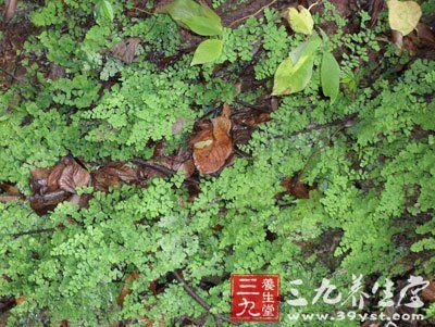 猪毛针 - 第1张 | 中草药图片大全-中药的功效与作用