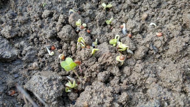 来年春天的时候,萝卜就会开花,看起来和油菜特别像,甚至种子也非常像