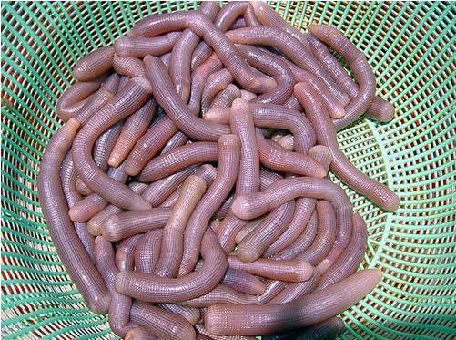 东山岛鲜活海鲜 沙蚕 水产批发