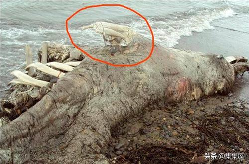 2,出现在库页岛海滩上的未知生物尸体