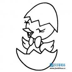 小鸡出壳简笔画图片