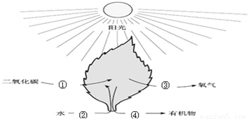 光合作用的车间是