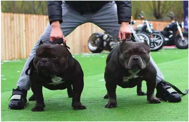 养殖技术 宠物   恶霸犬和比特犬都是美国的犬种,它们的外形都极其