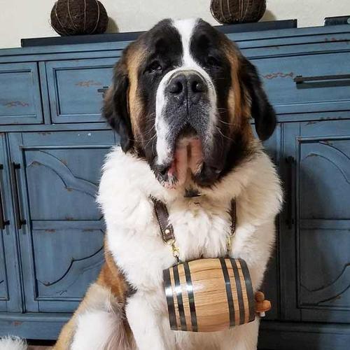 这条圣伯纳犬是最早最出名的救援犬,12年拯救了40个人的性命