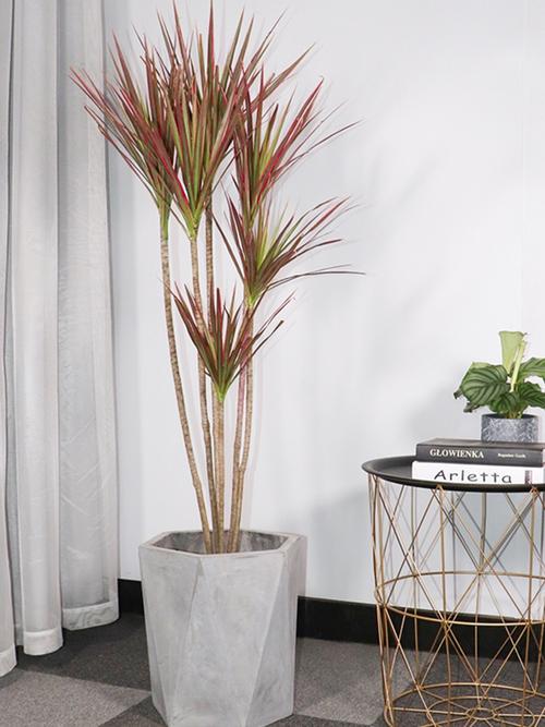 芳晨园艺芳晨园艺室内大型盆栽千年木