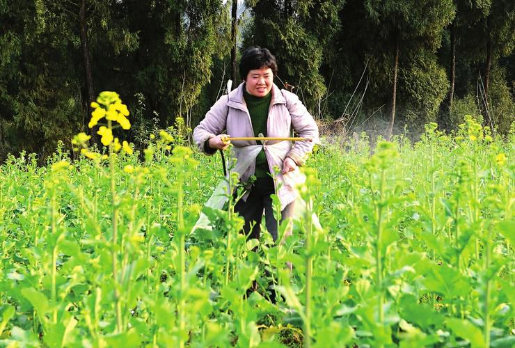 喷药治虫 确保油菜丰收