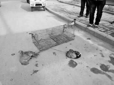 市民当街兜售野鸡 捕捉贩卖皆违法(图)