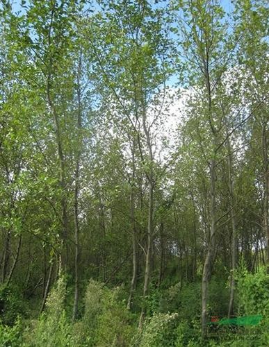 江南桤木新价格/江南桤木报价