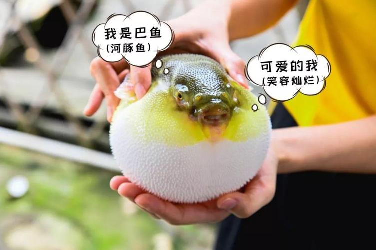 容易气成球的河豚鱼能刺身过桥椒盐我猜你没吃过