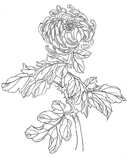 白描菊花画法