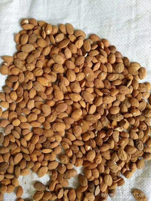 佳盛杏仁 苦杏仁 山杏仁 苦杏仁 桃仁 杏仁厂家批发 杏仁采购