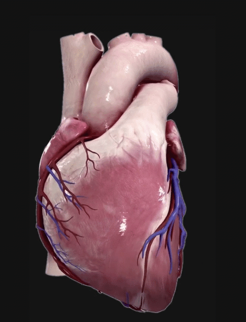 2,永远不要跳过节拍 探索现实,跳动的心脏的复杂性,超过100个结构