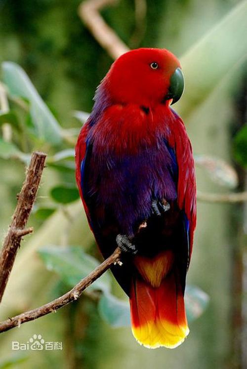 【动物世界】折衷鹦鹉(上)