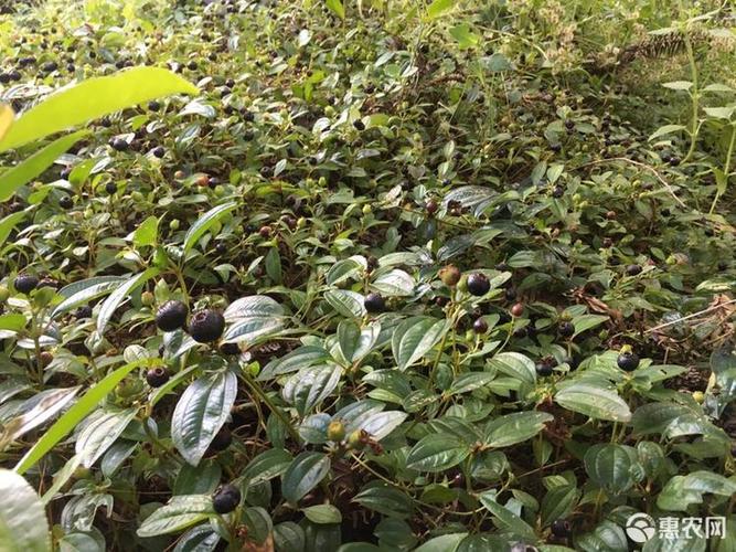 山捻子 新鲜采摘,精挑细选,泡酒药用的地稔子