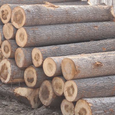 白杨木 白杨木原木 白杨木家具板材原木