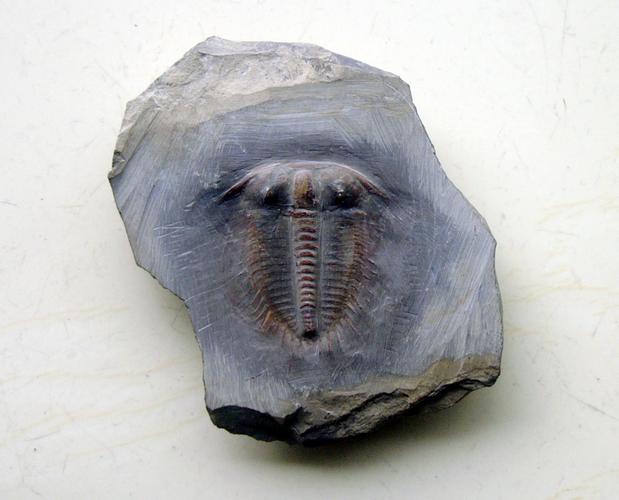 三叶虫化石